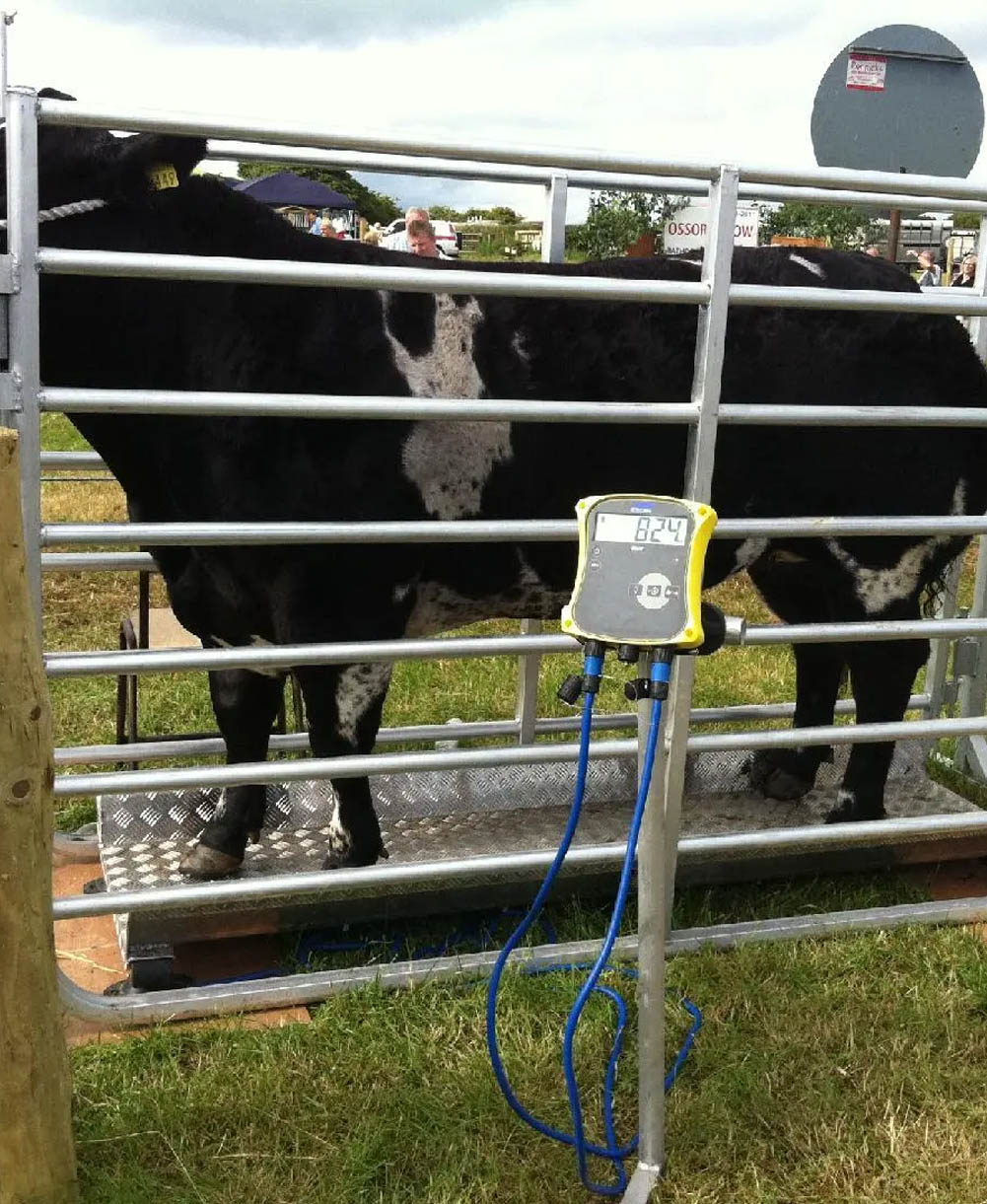 Soha Safa Petroleuیm یServices copy